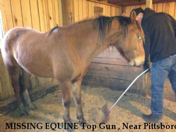 MISSING EQUINE Top Gun , Near Pittsboro, NC, 27312